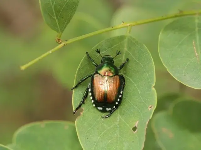 Lotte obbligatorie - Coleottero scarabeide del Giappone (Popillia japonica Newman)